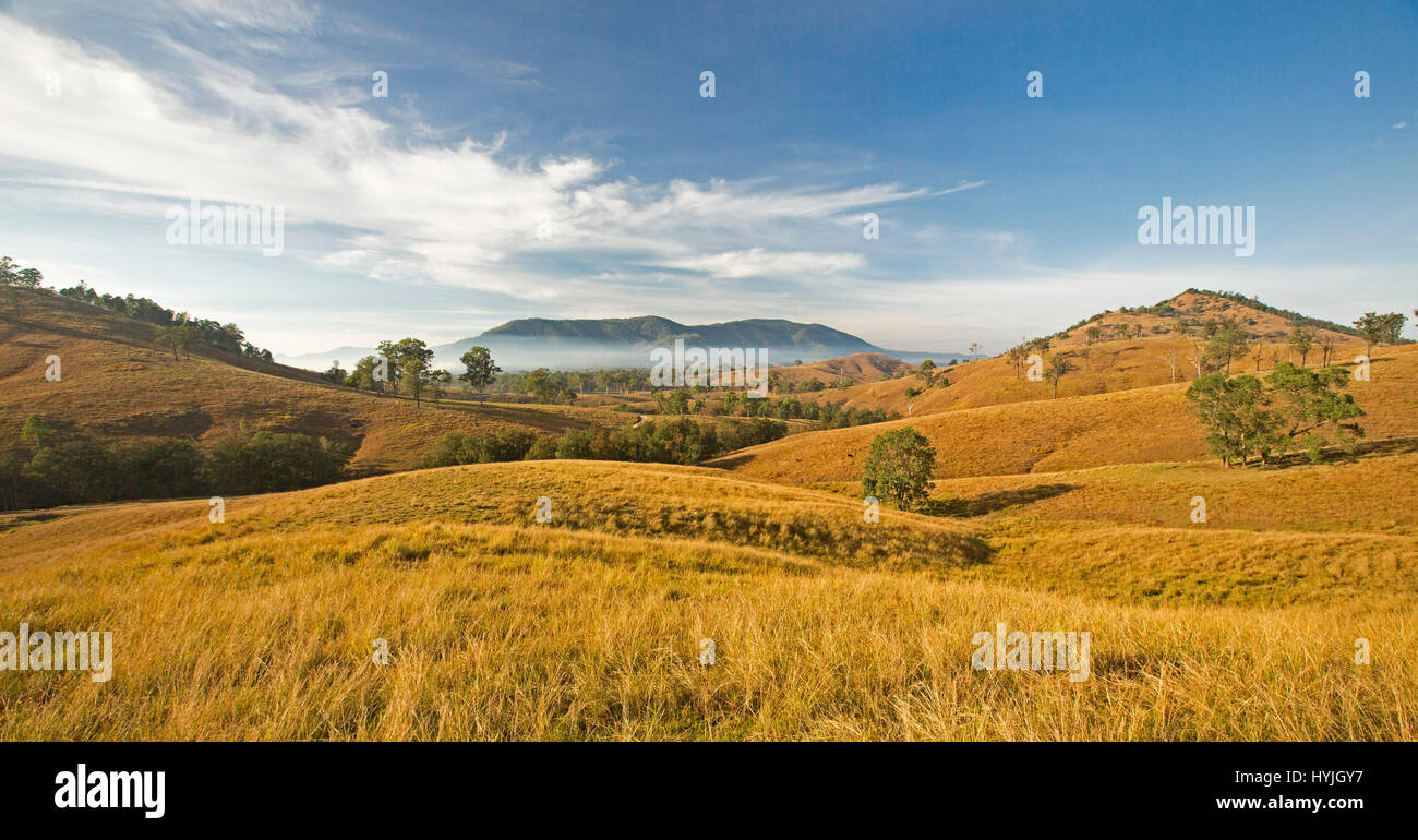 Vast rural landscape at dawn with rolling hills with golden grasses, scattered trees, mist and mountain on horizon under blue sky in northern NSW Aust Stock Photo
