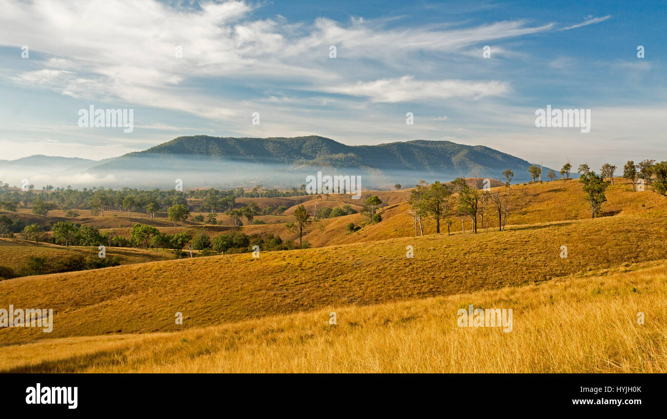 Vast rural landscape at dawn with rolling hills with golden grasses, scattered trees, mist and mountain on horizon under blue sky in northern NSW Aust Stock Photo