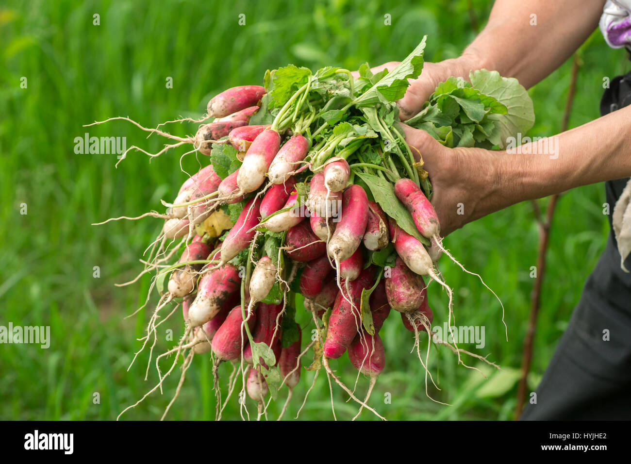 Radish in hand. Hands gardener. Work-worn hands. Farmers hands with freshly radish. Freshly picked vegetables. Unwashed radishes with tops. Stock Photo