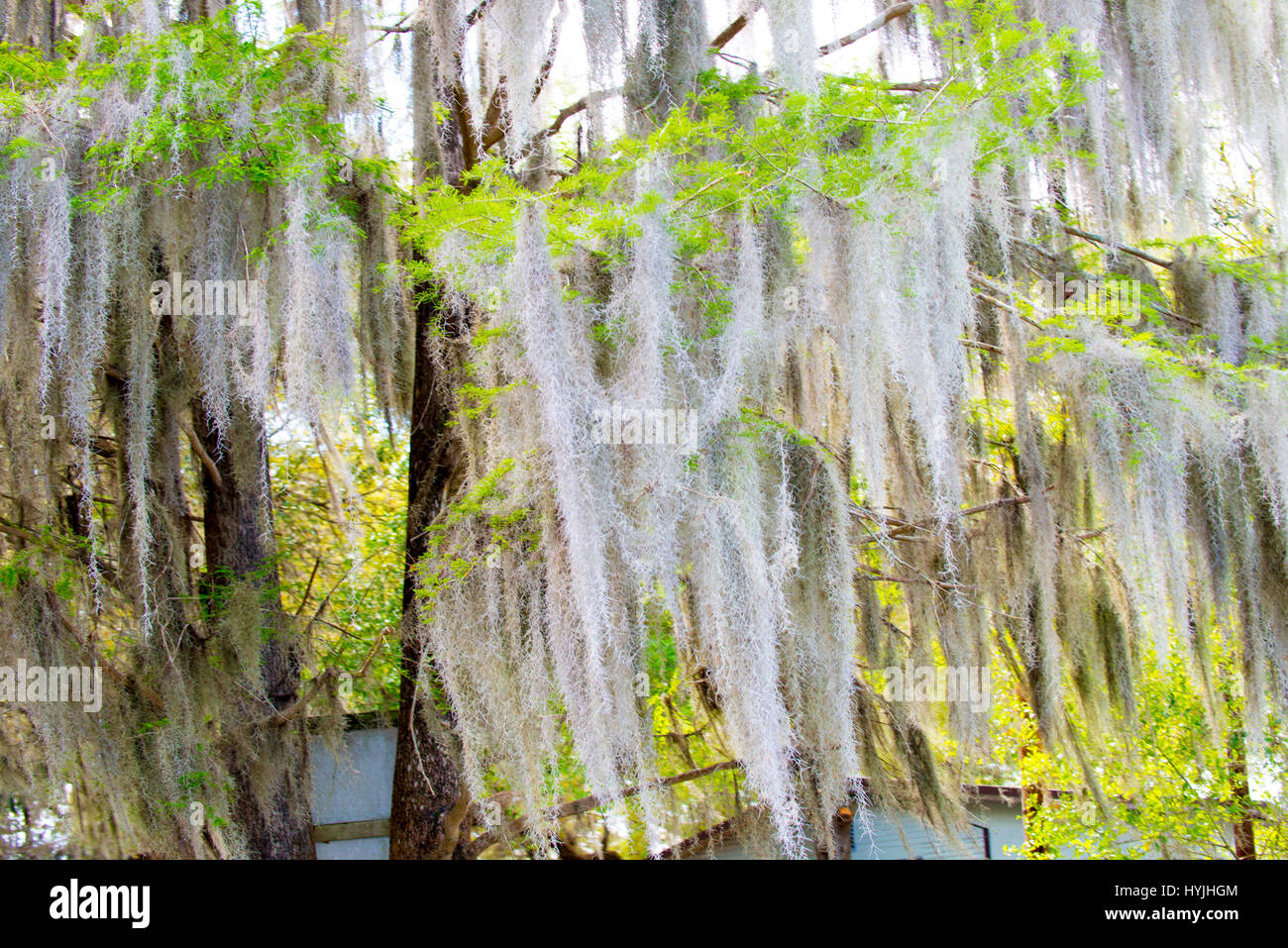 swamp trees in swamp water with spanish moss Stock Photo Alamy