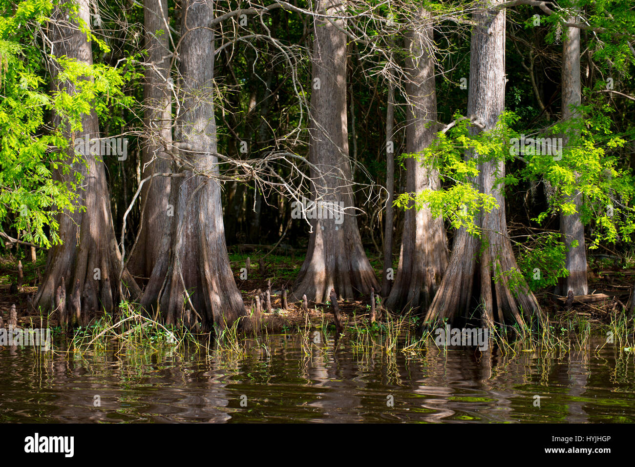 swamp trees in swamp water Stock Photo Alamy