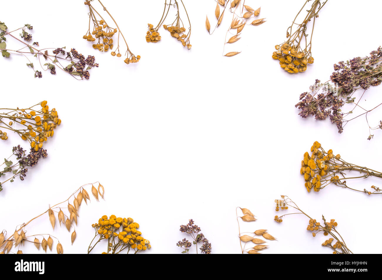 Flat lay frame. Dry branches of tansy and heather on a white background. Calluna vulgaris and Tanacetum view from above. Stock Photo