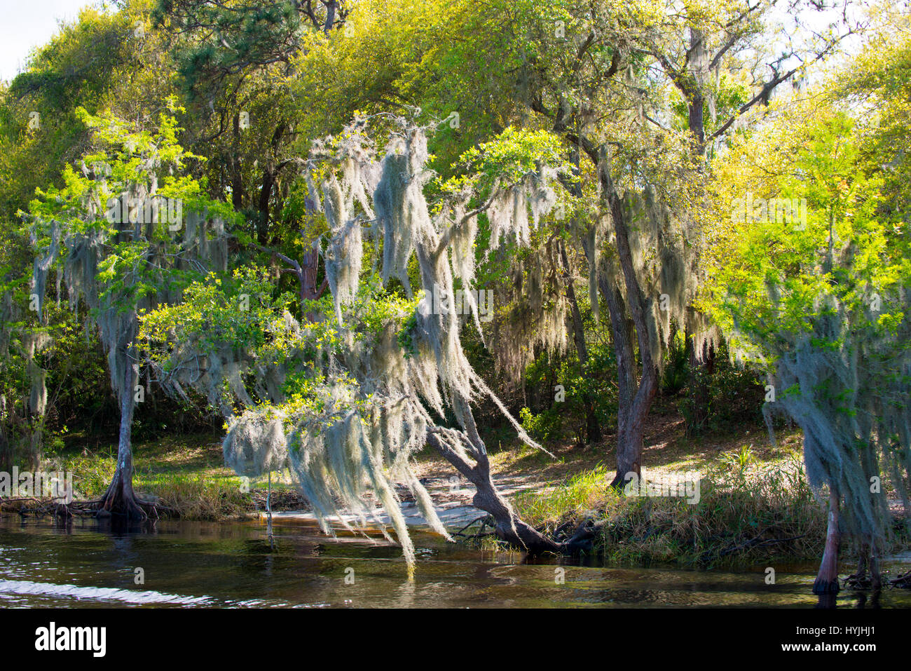 swamp trees with hanging moss Stock Photo Alamy