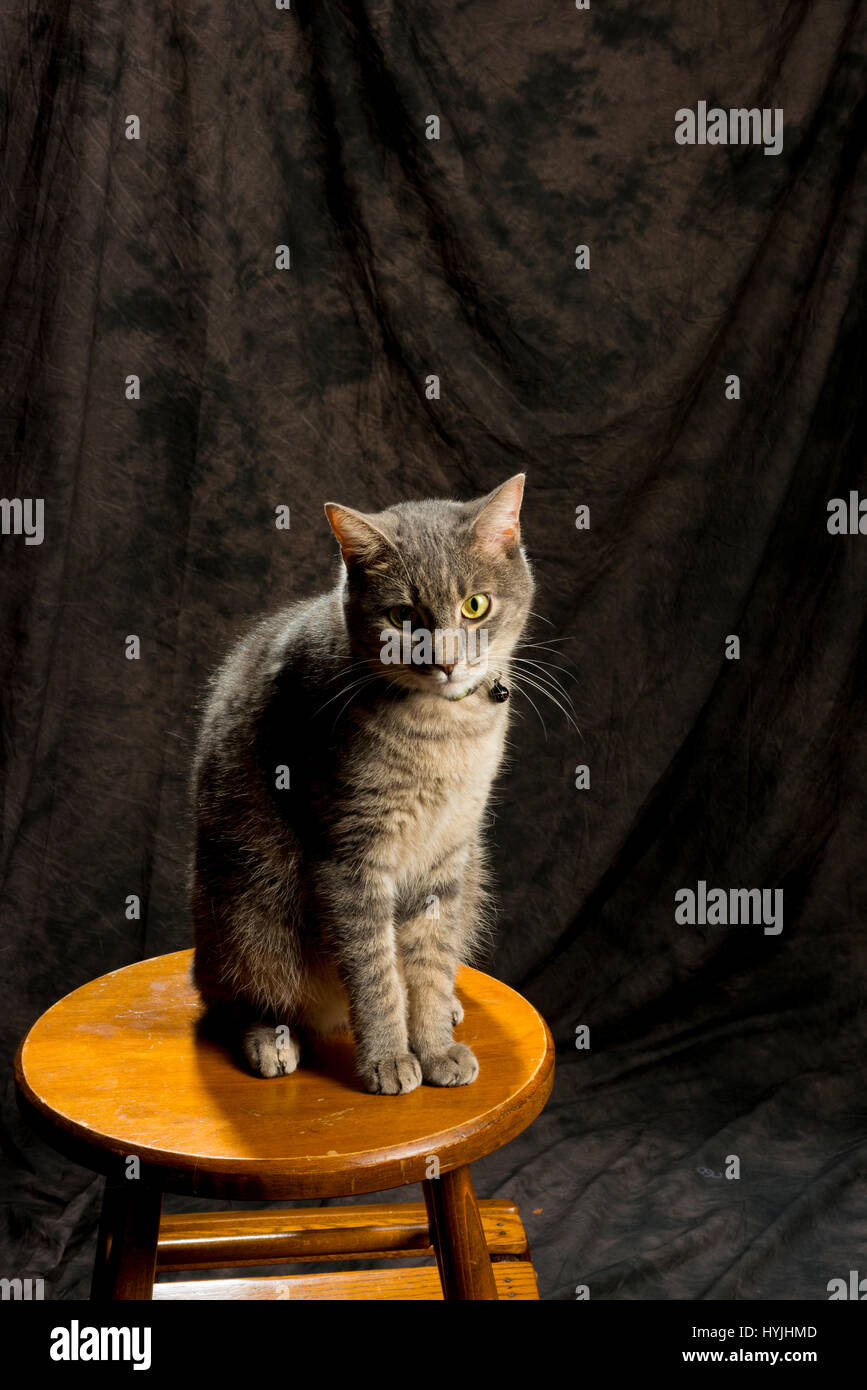 grey cat posing on stool Stock Photo Alamy