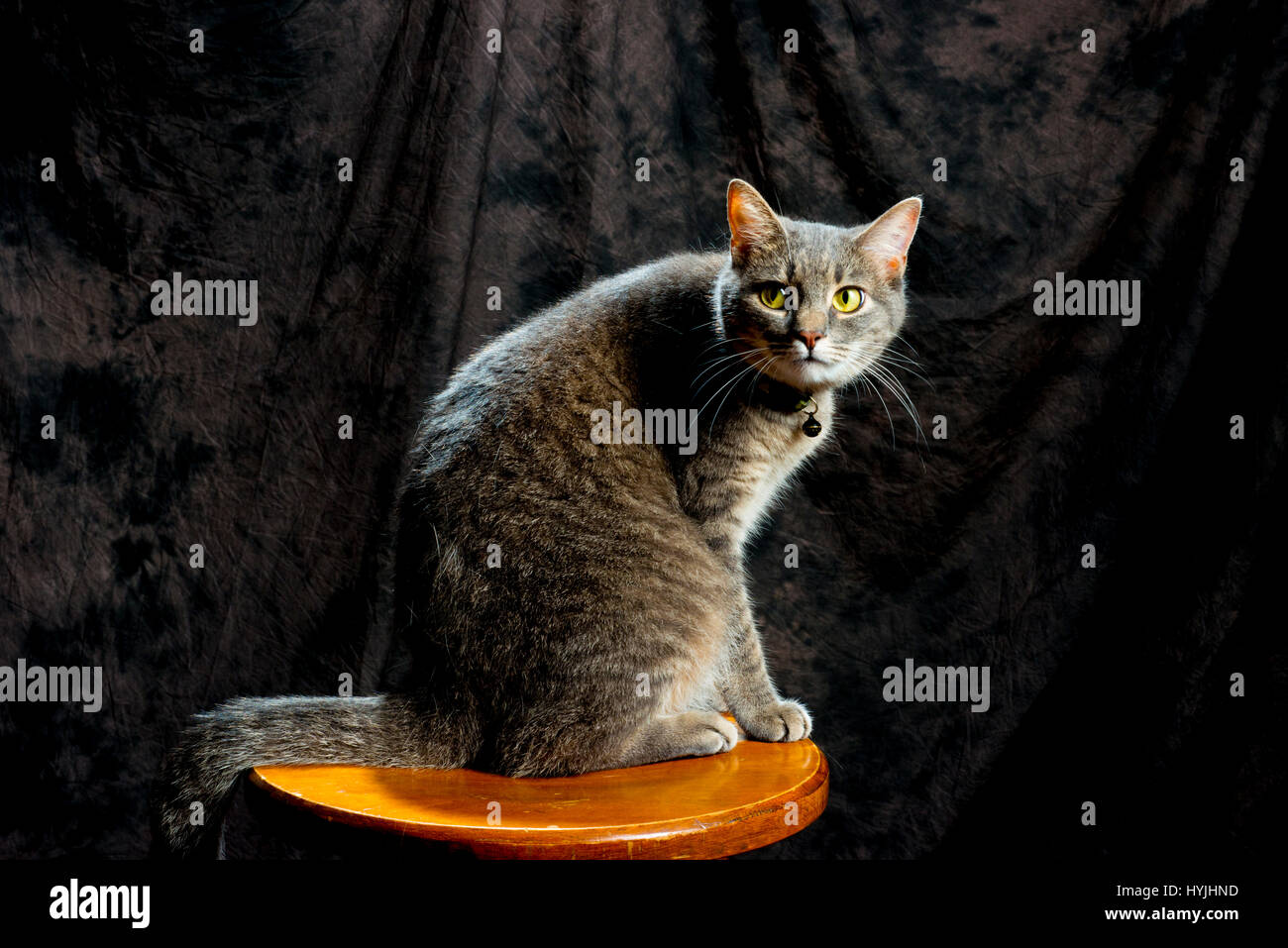 grey cat posing on stool with portrait background Stock Photo Alamy