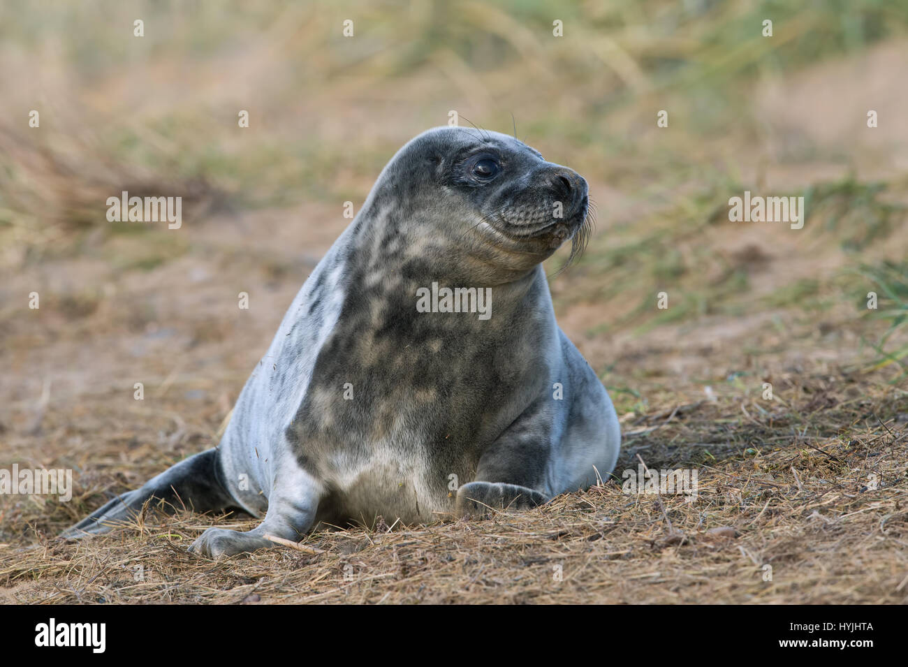 Atlantic Grey Seal Pup (Halichoerus grypus Stock Photo - Alamy