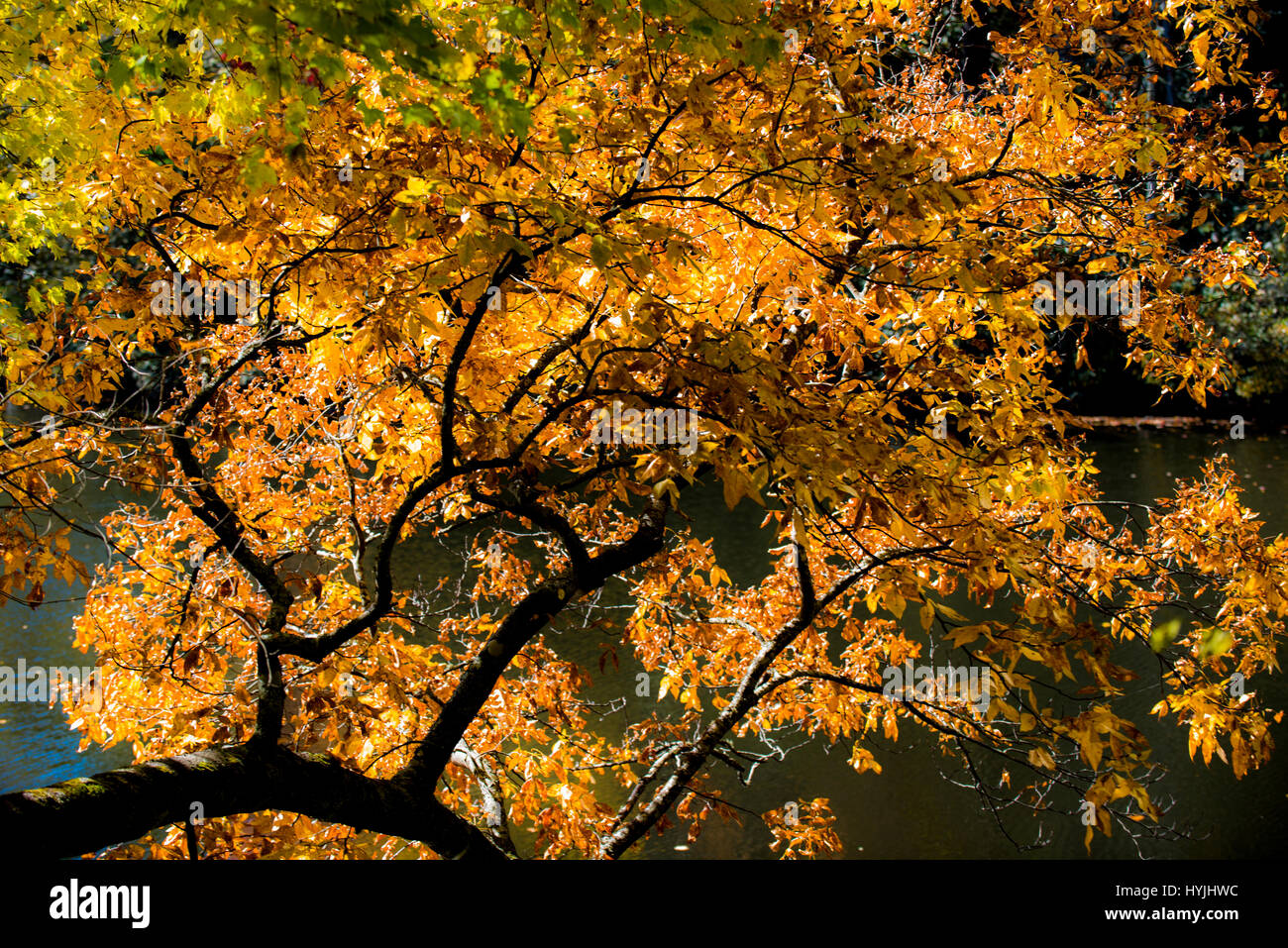 autumn trees color change Stock Photo