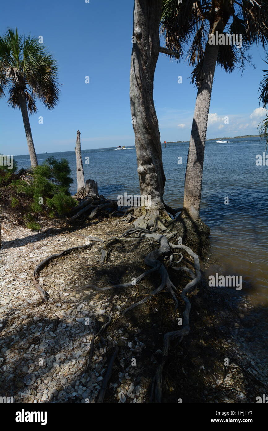 Toasted Island Roots island with palm trees and roots Stock Photo - Alamy