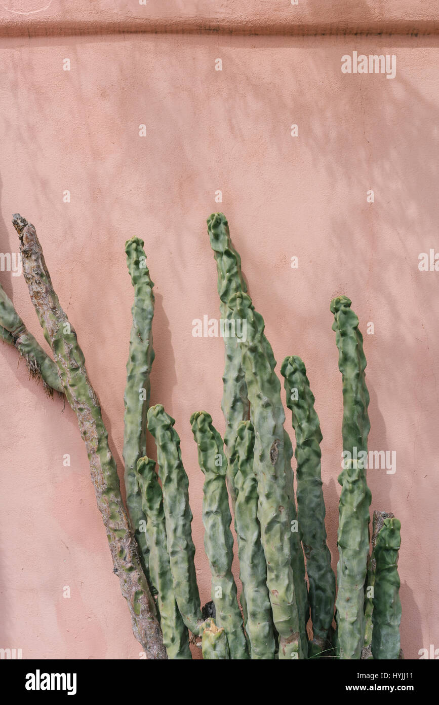 View of Cacti on the streets in Tucson, Arizona Stock Photo