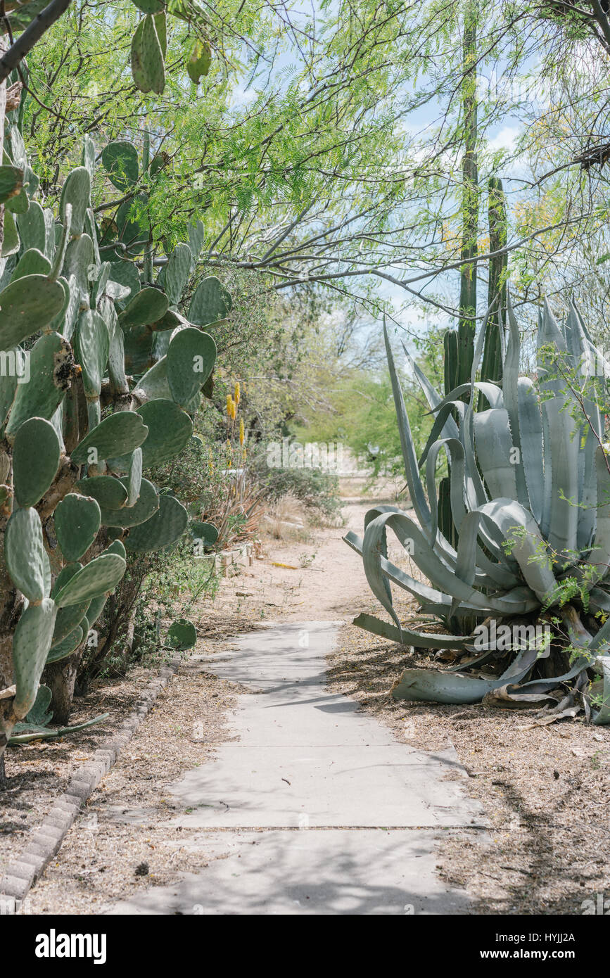 View of Cacti on the streets in Tucson, Arizona Stock Photo