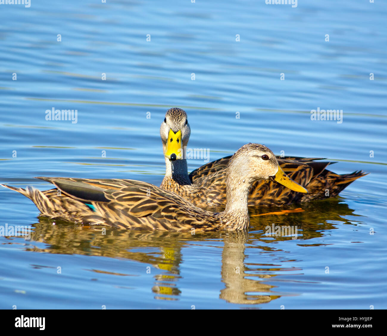 A pair of mottled ducks in the Florida Everglades. Stock Photo
