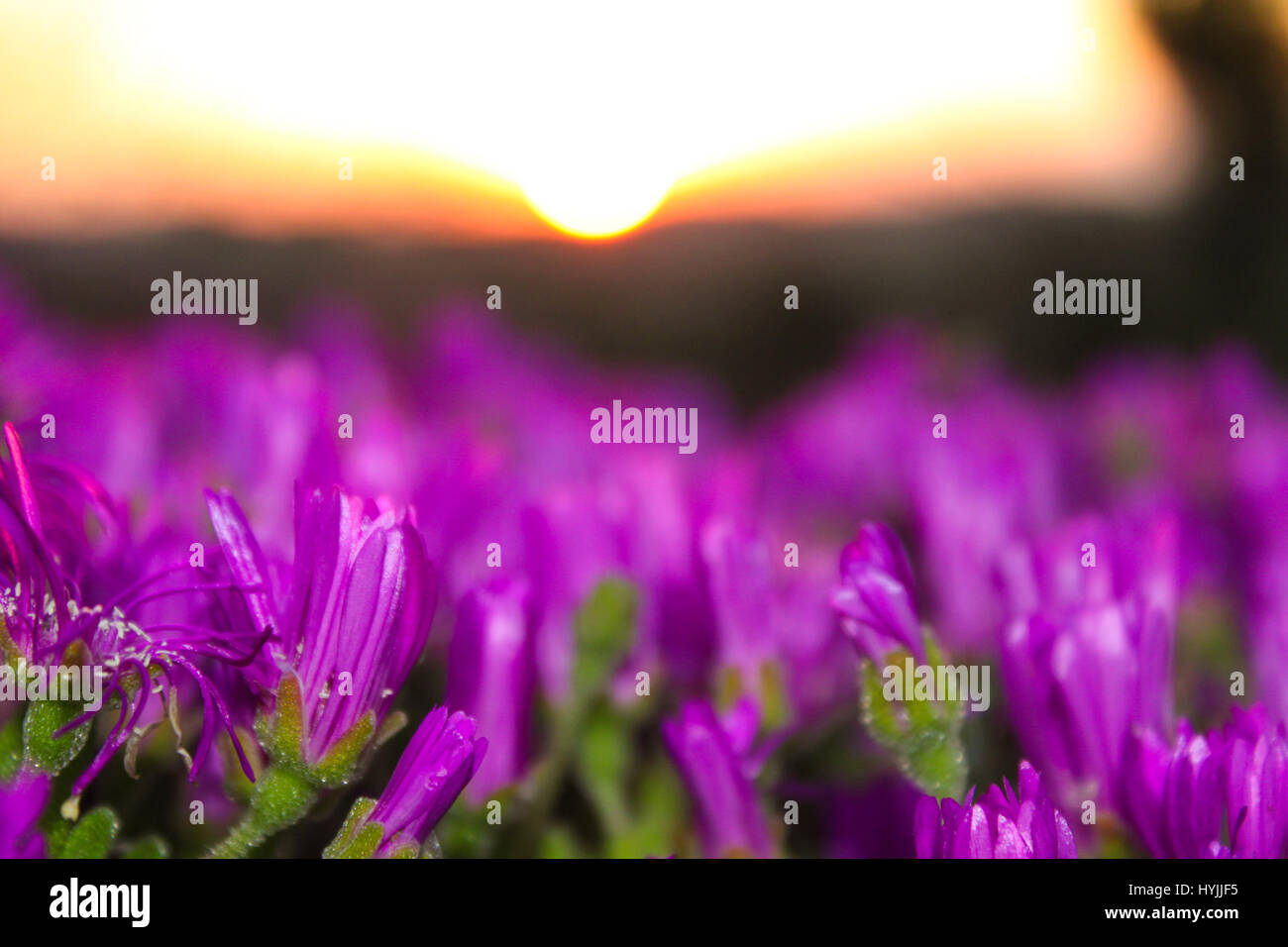 The sun sets on the field of purple flowers in Southern California ...