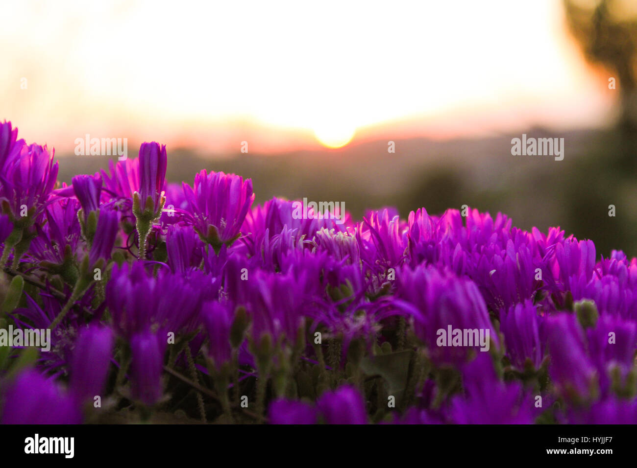 The sun sets on the field of purple flowers in Southern California ...