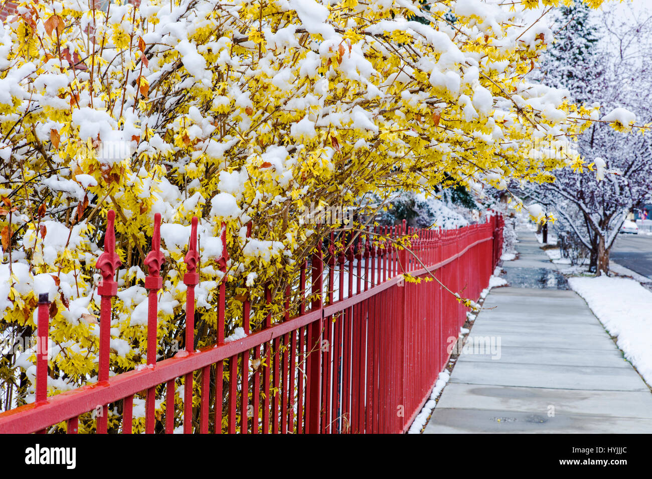 Springtime snow covers blooming Forsythia plants in Salida, Colorado, USA Stock Photo