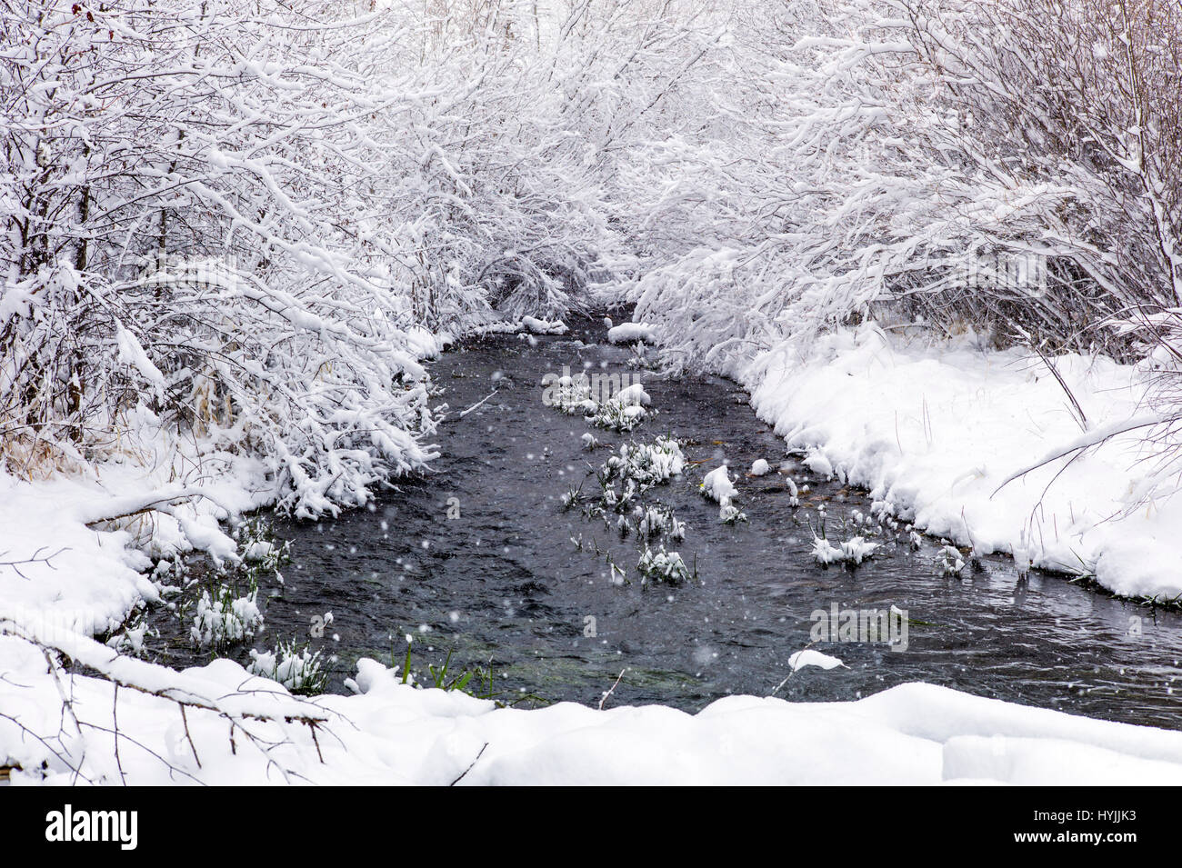 South Arkansas River, fresh April snowstorm: Vandaveer Ranch; Salida; Colorado; USA Stock Photo