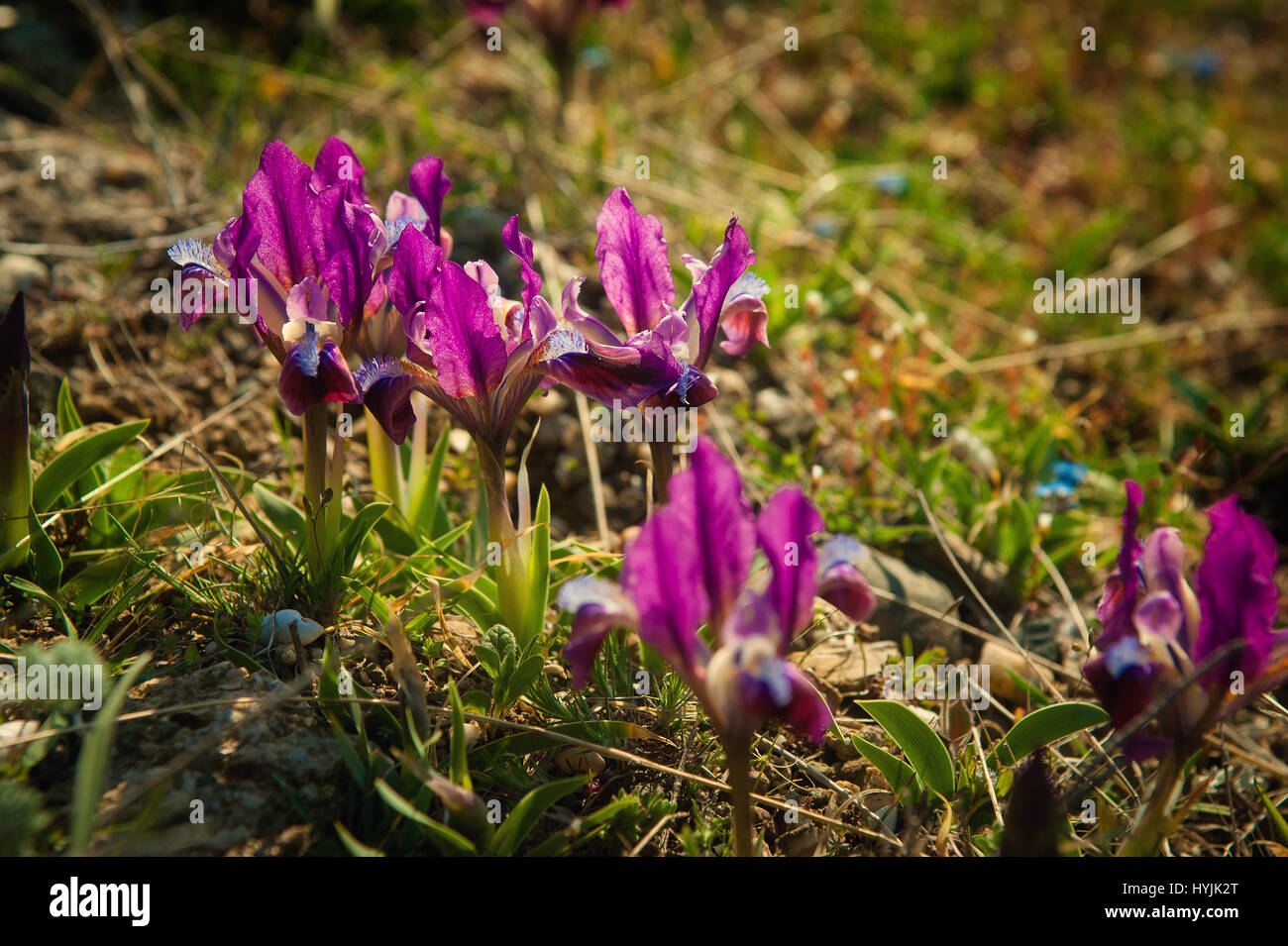 A background of bright spring grass and small wild purple irises. Stock Photo