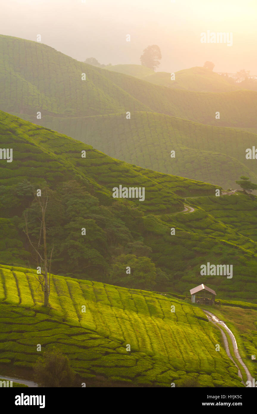 misty morning at cameron highlands , malaysia Stock Photo - Alamy