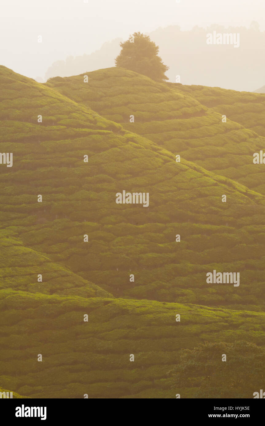 misty morning at cameron highlands , malaysia Stock Photo - Alamy