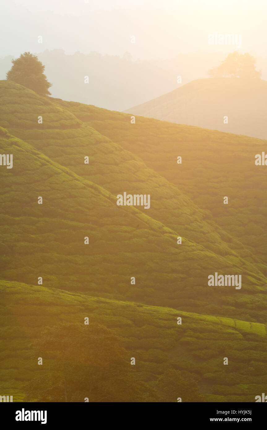 misty morning at cameron highlands , malaysia Stock Photo - Alamy