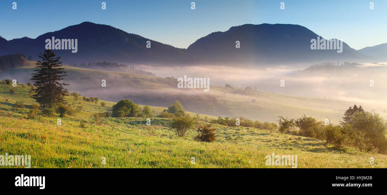 Morning mist over meadow in mountain. Morning dew on green grass in the morning. Fresh morning background. Beautiful sunrise landscape. Stock Photo