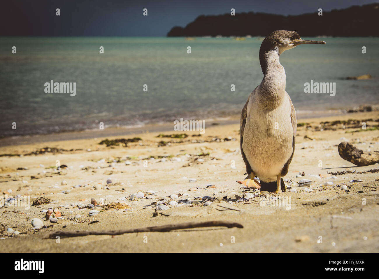 Shag / Cormorant on Abel Tasman beach, New Zealand Stock Photo