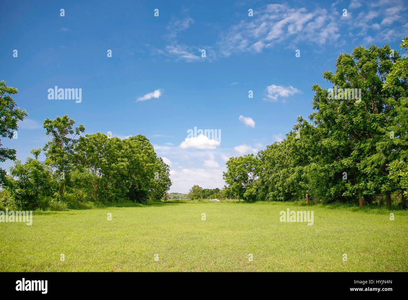 green meadow with blue sky and tree Stock Photo - Alamy