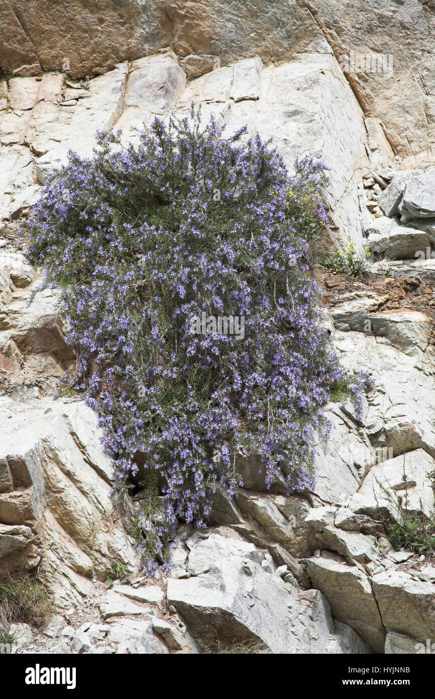 Rosemary Rosmarinus officinalis low drooping form spreading over rocks