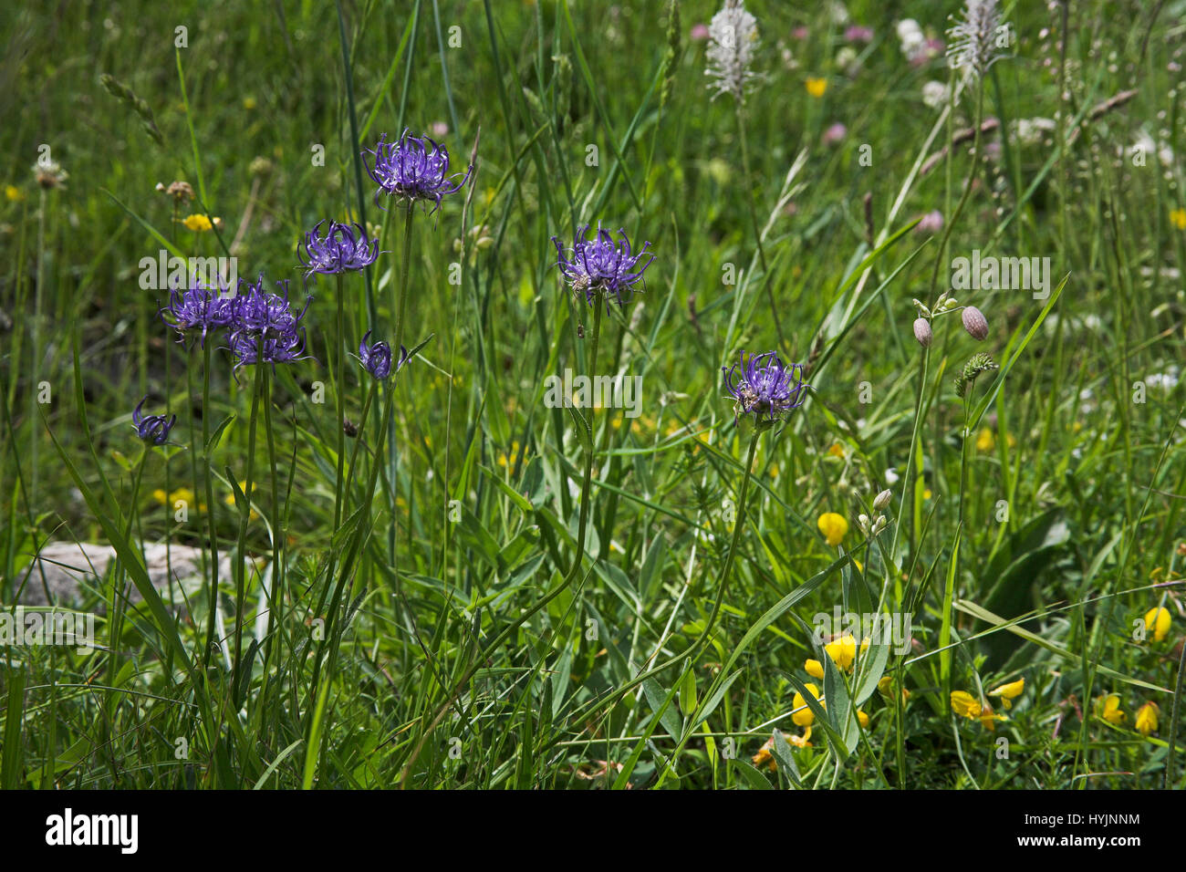 Round-headed rampion Phyteuma tenerum Vercors National Park France Stock Photo