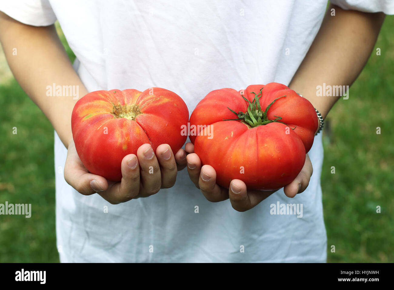 Hand holding heirloom Tomatoes Stock Photo