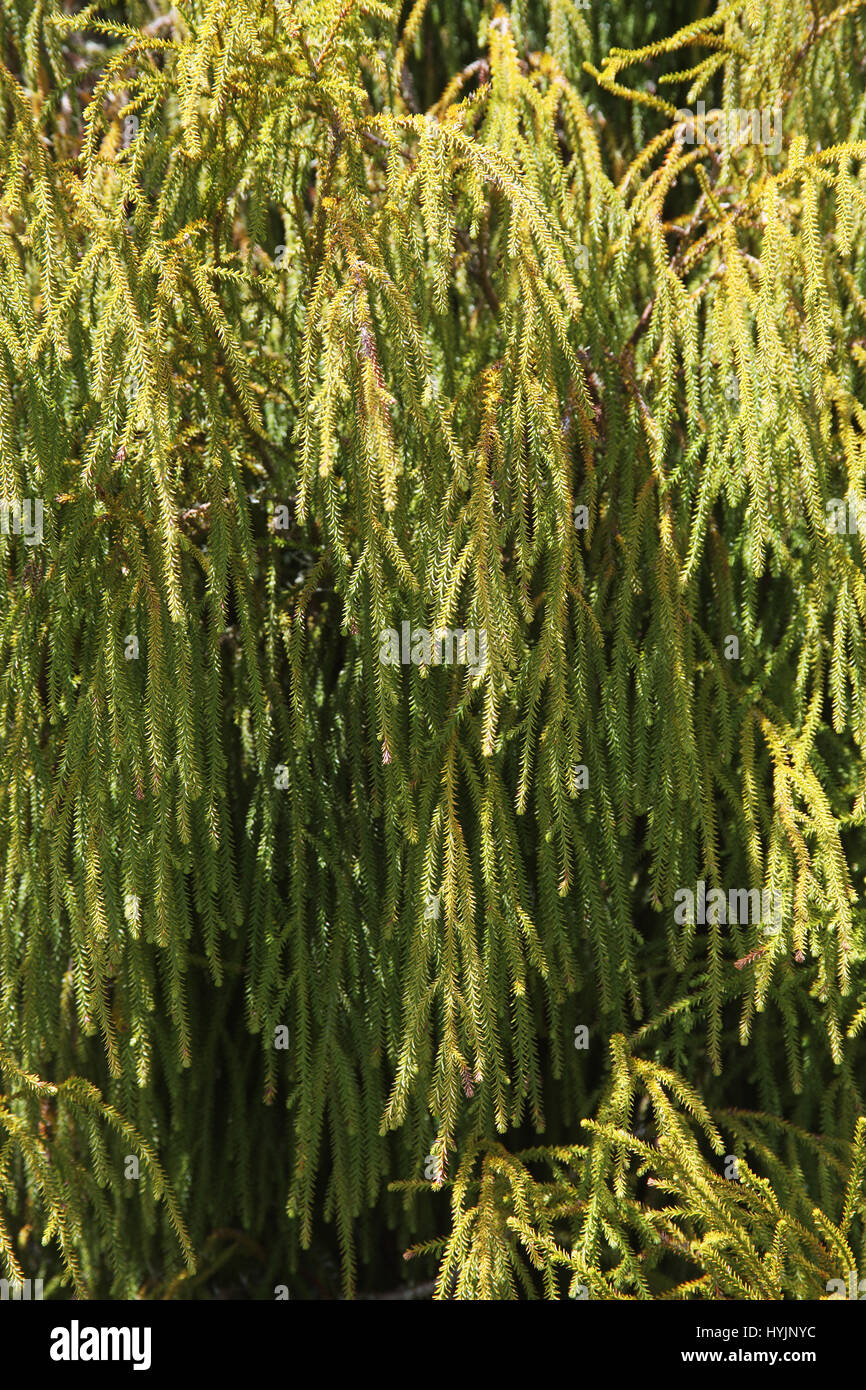 Red pine Dacrydium cupressinum Totara walk New Zealand Stock Photo