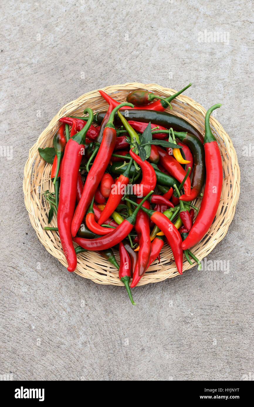 Freshly picked homegrown chilis Stock Photo