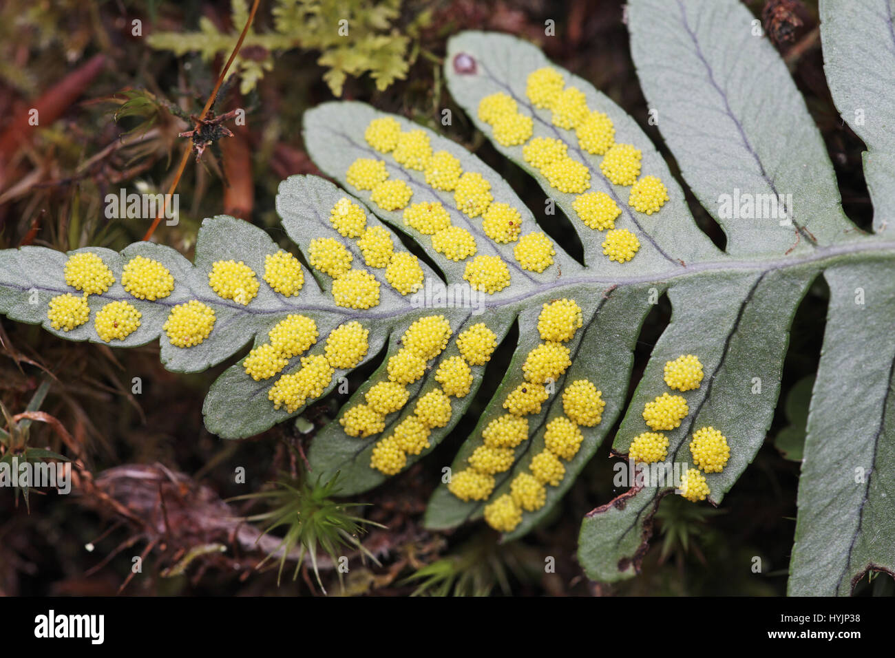 Common polypody Polypodium vulgare spores Stock Photo