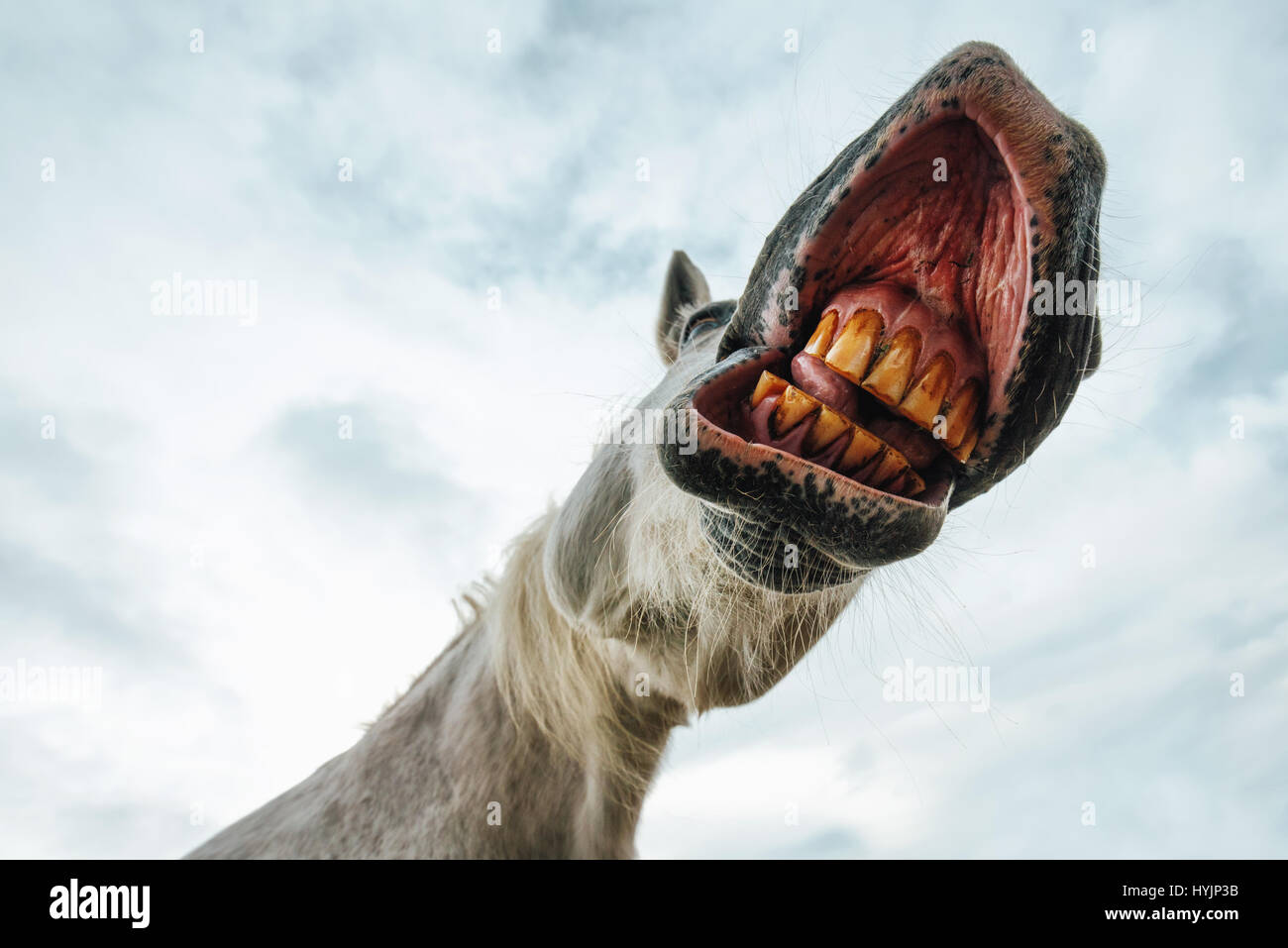 Funny low angle view of grinning white horse's mouth and teeth against the sky, selective focus Stock Photo