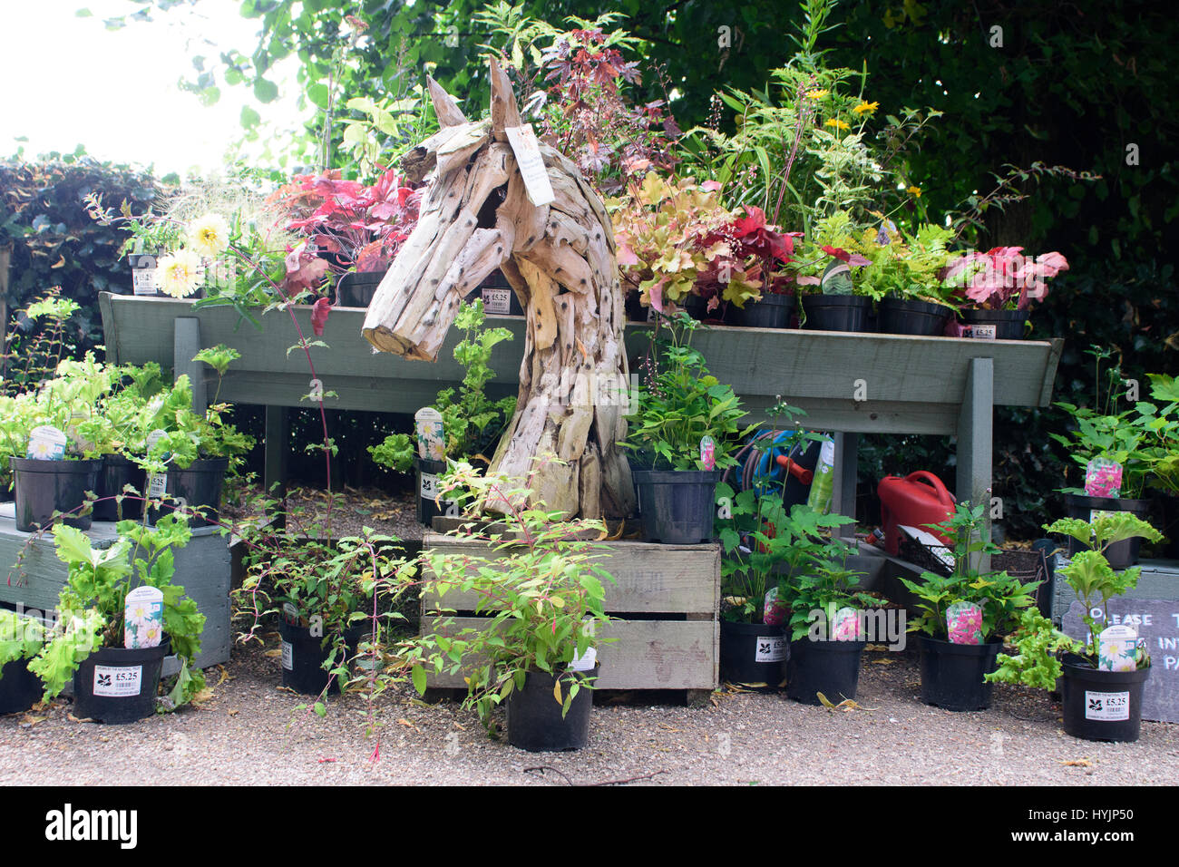Roses display garden centre hi-res stock photography and images - Alamy