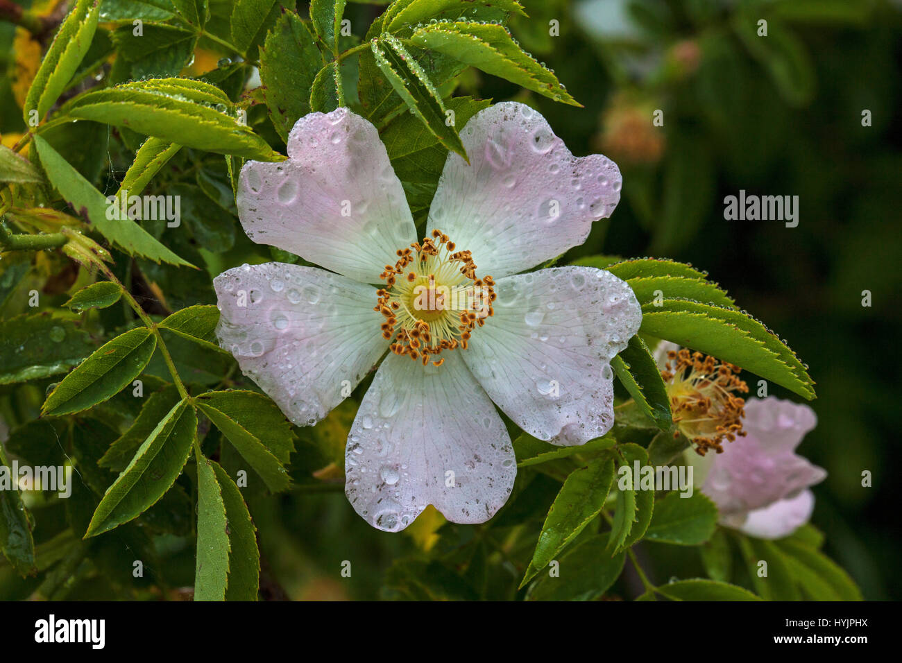 Dog rose Rosa canina close-up of flower with dew Vercors Regional ...