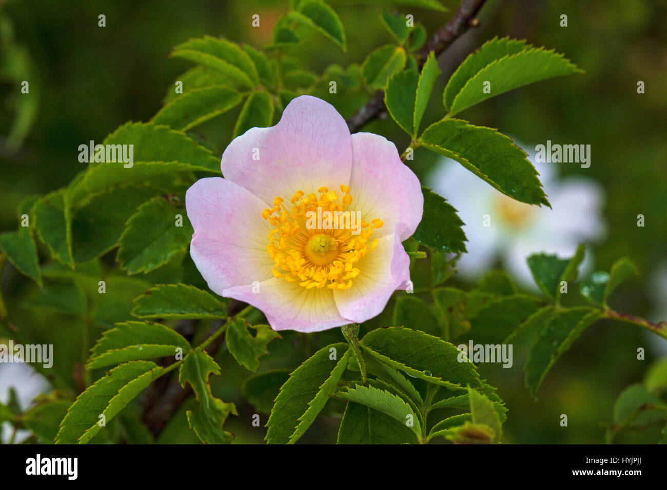 Dog rose Rosa canina close-up of flower with dew Vercors Regional ...