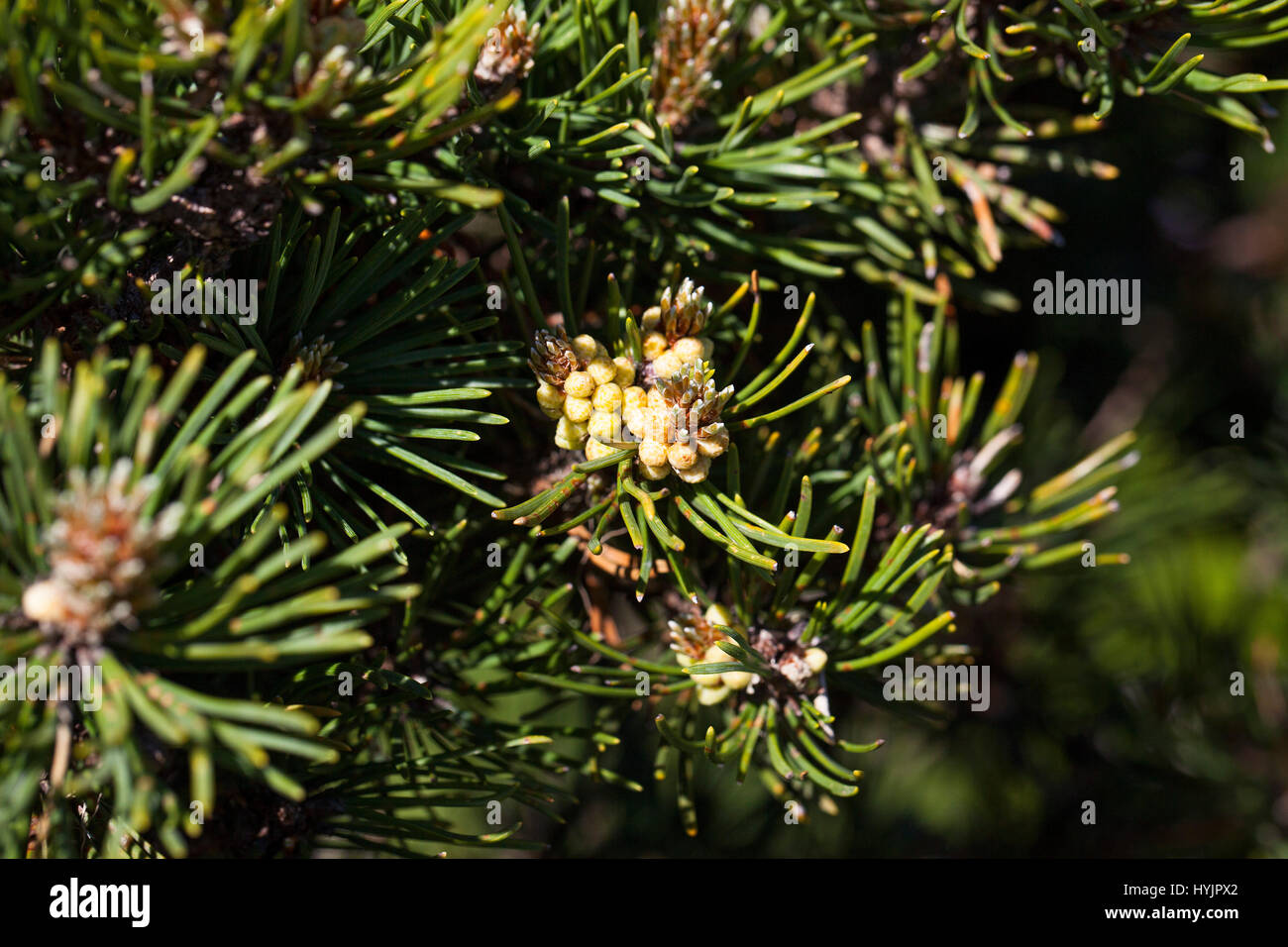 Mountain pine Pinus mugo in flower Reserve Naturelle des Huats Plateaux Vercors Regional Natural Park Vercors France Stock Photo