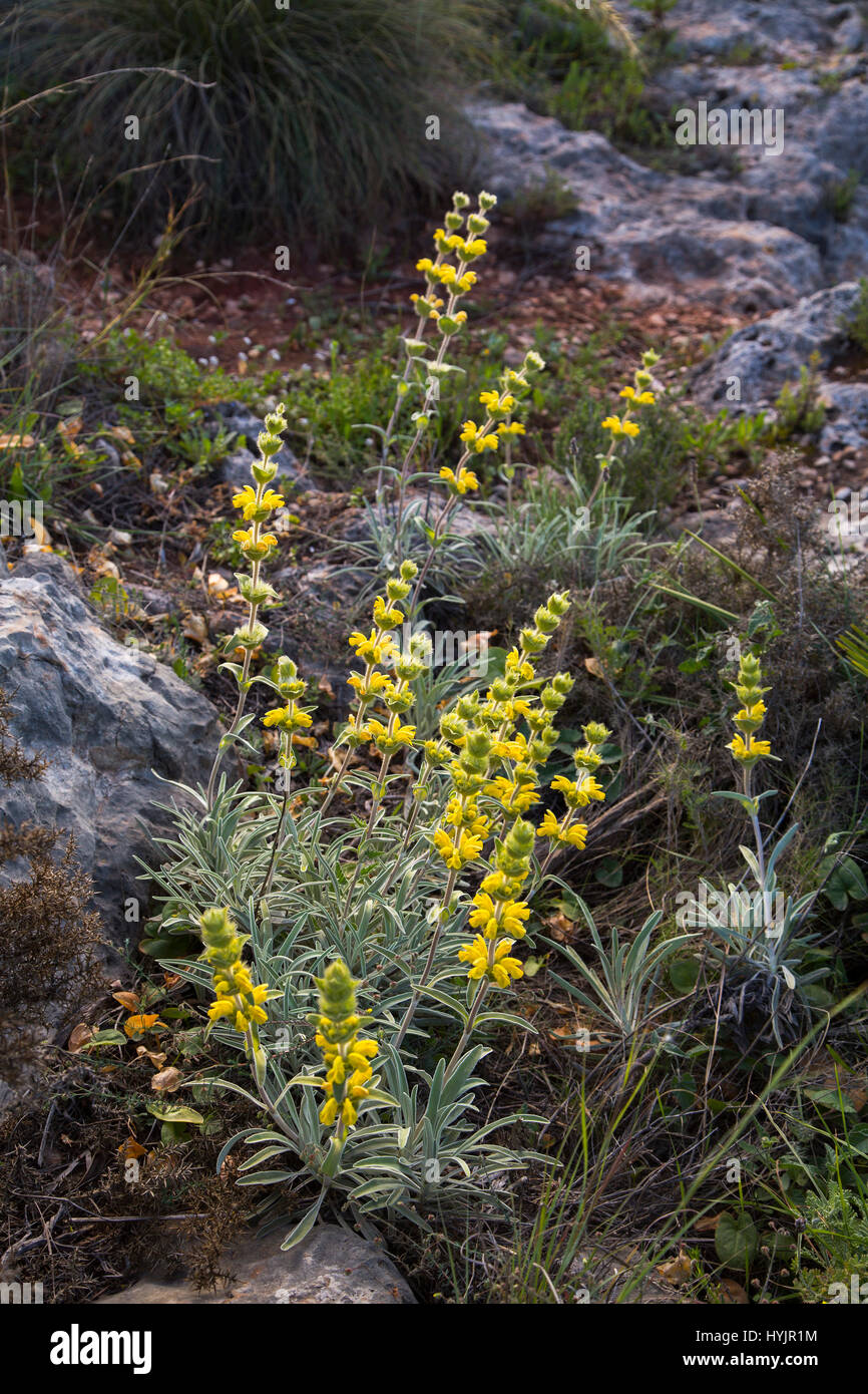 Candilera Phlomis lychnitis, Plant and flower of the Mediterranean forest. Sierra de Mijas. Malaga province Costa del Sol. Andalusia Southern Spain, E Stock Photo