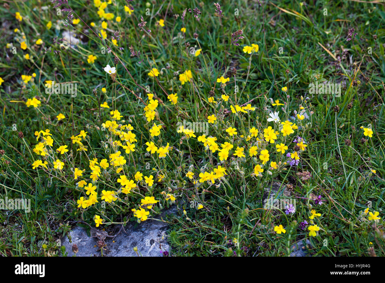 Hoary rockrose Helianthemum canum Hauts Plateaux Reserve Vercors Regional Natural Park Vercors France Stock Photo
