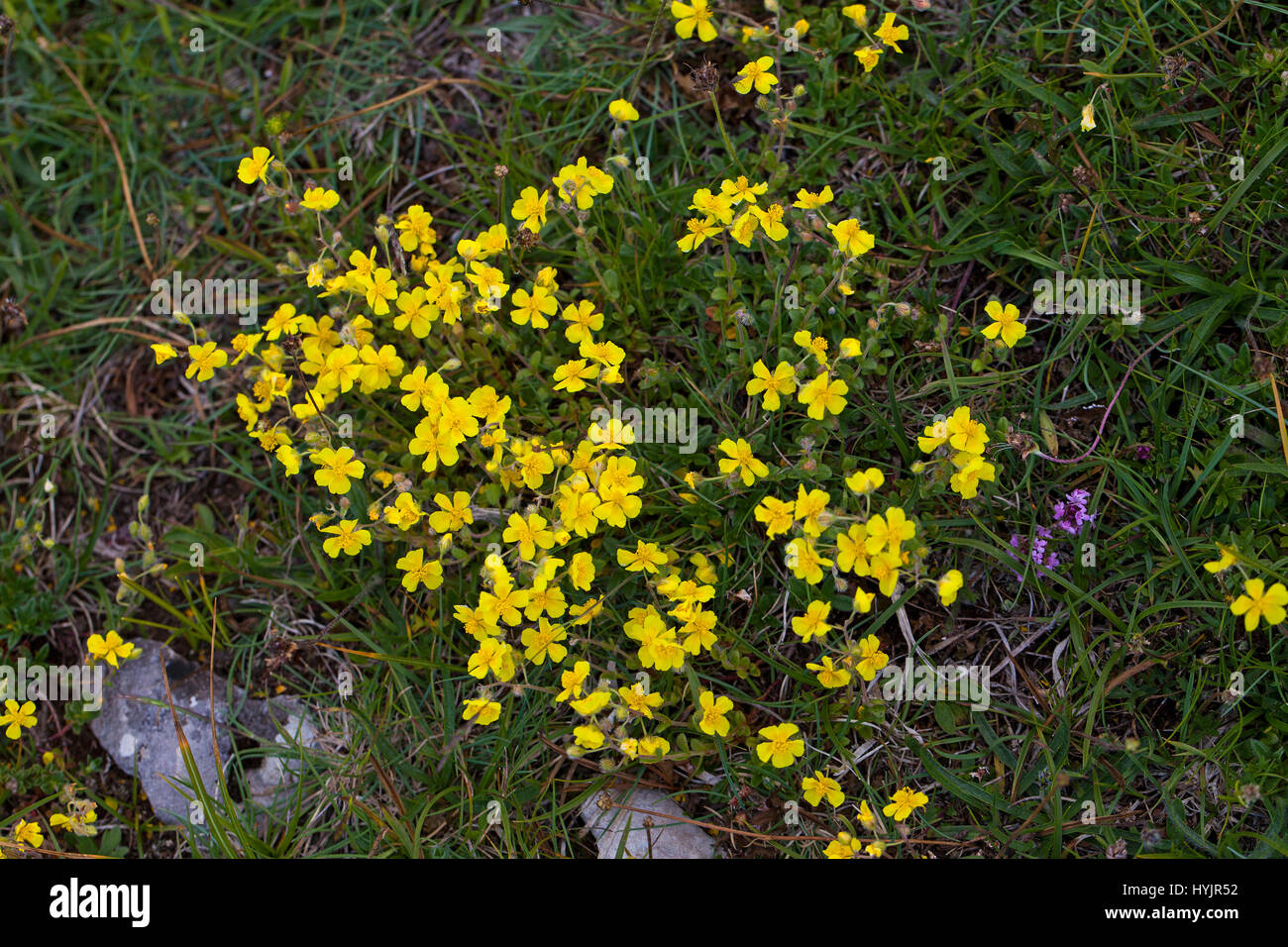 Hoary rockrose Helianthemum canum Hauts Plateaux Reserve Vercors Regional Natural Park Vercors France Stock Photo