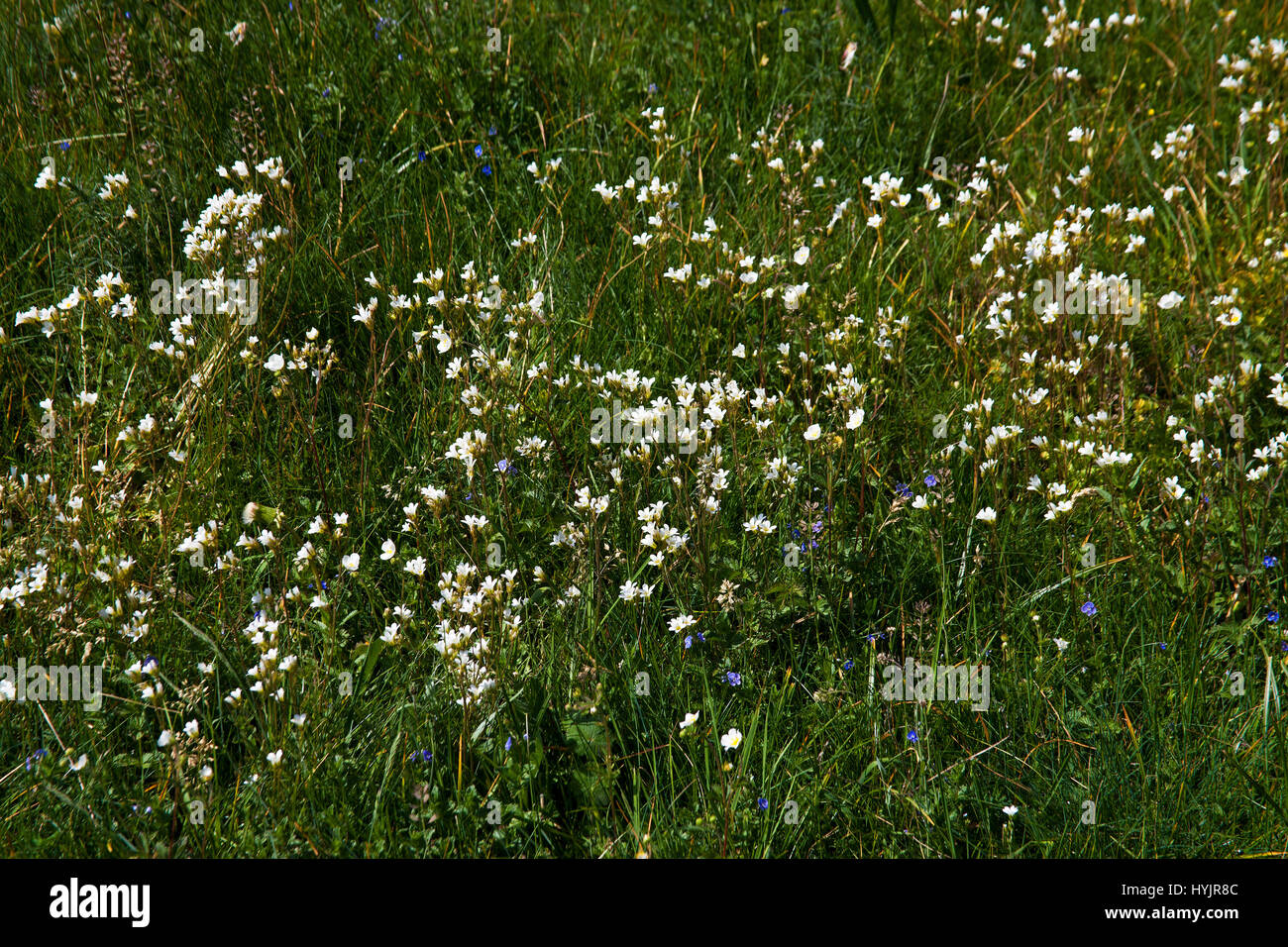 Meadow saxifrage Saxifraga granulata in alpine meadow Hauts Plateaux Reserve Vercors Regional Natural Park Vercors France Stock Photo