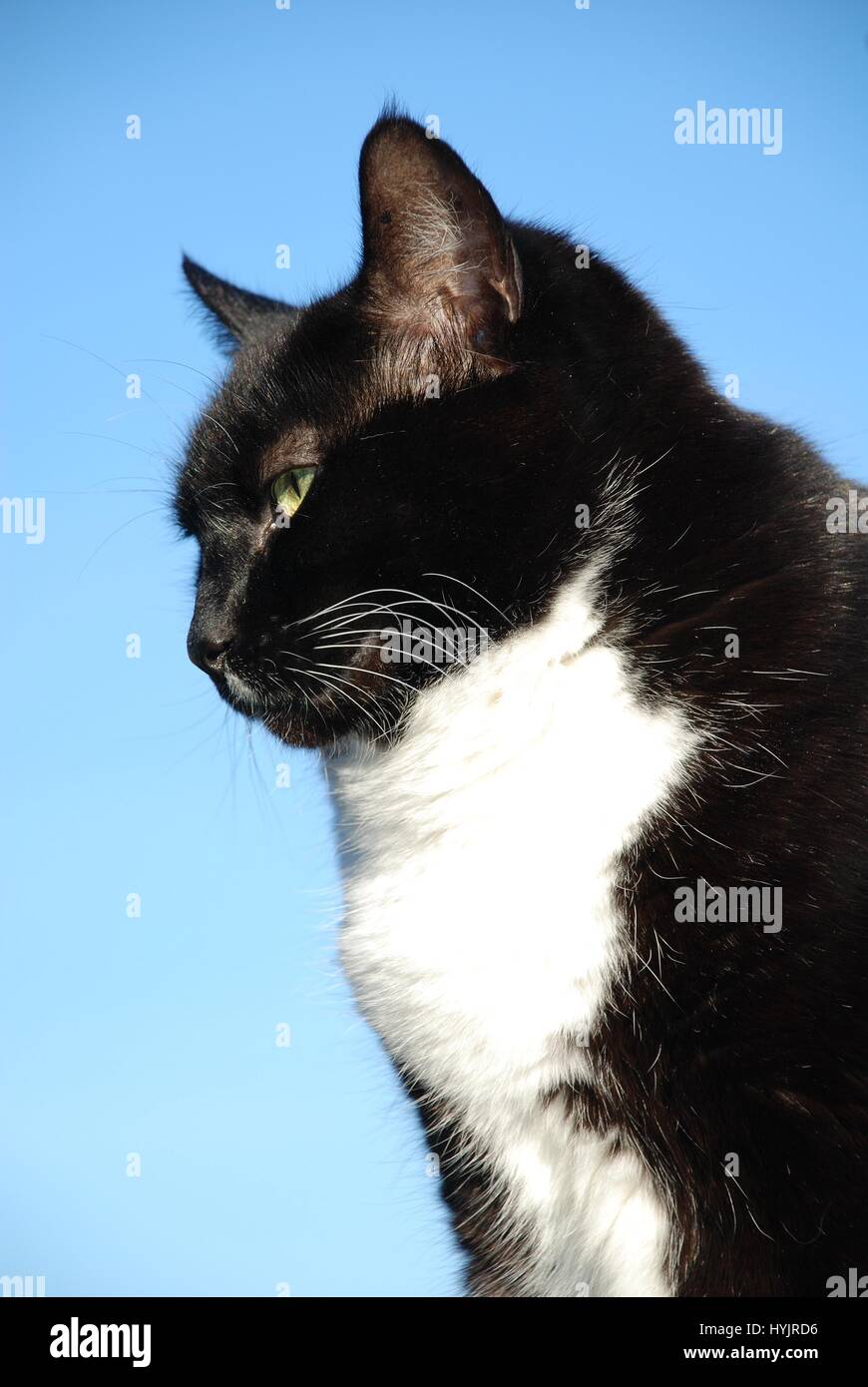 Portrait of a senior black and white cat sitting on a garden fence ...