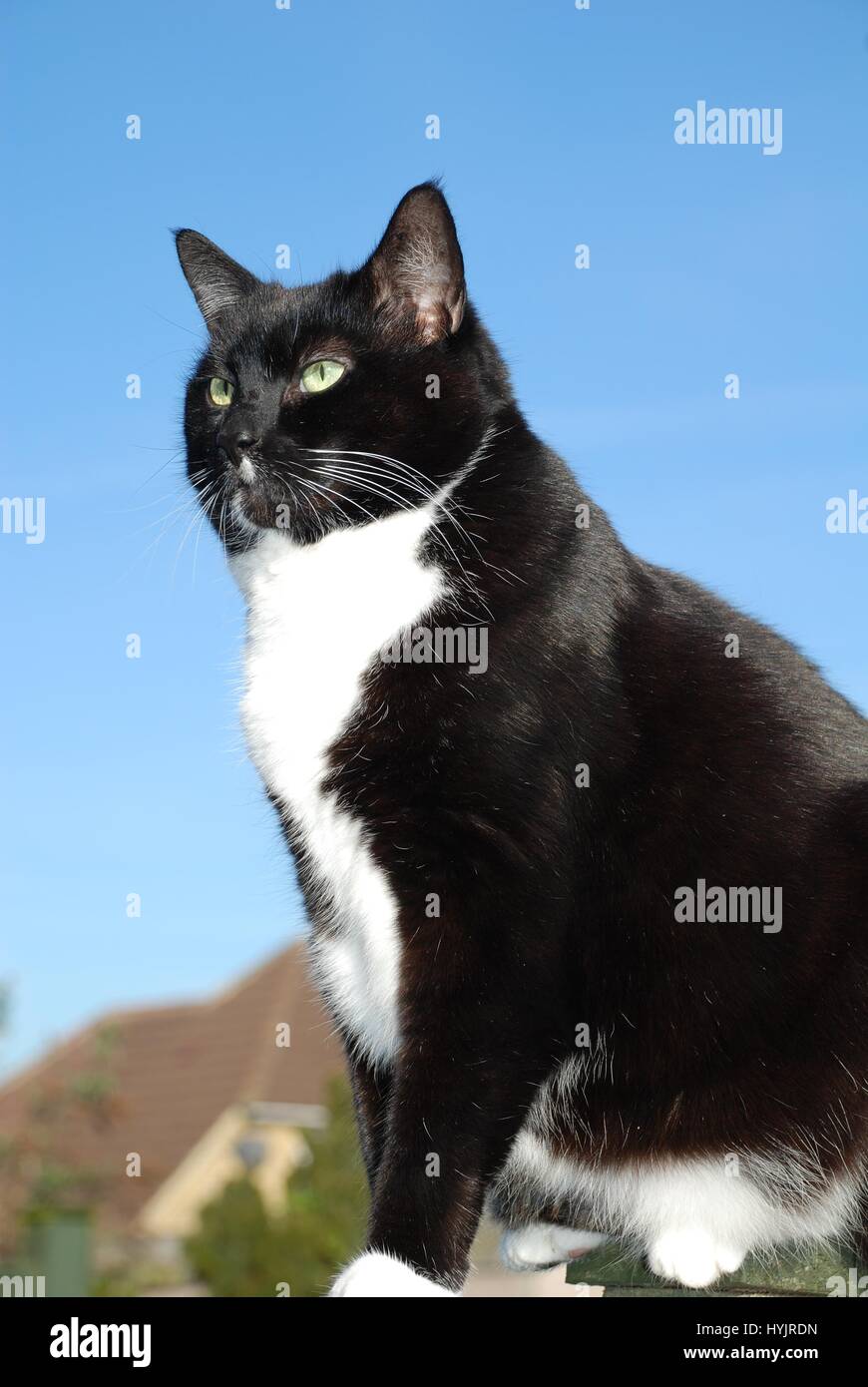 Portrait of a senior black and white cat sitting on a garden fence ...