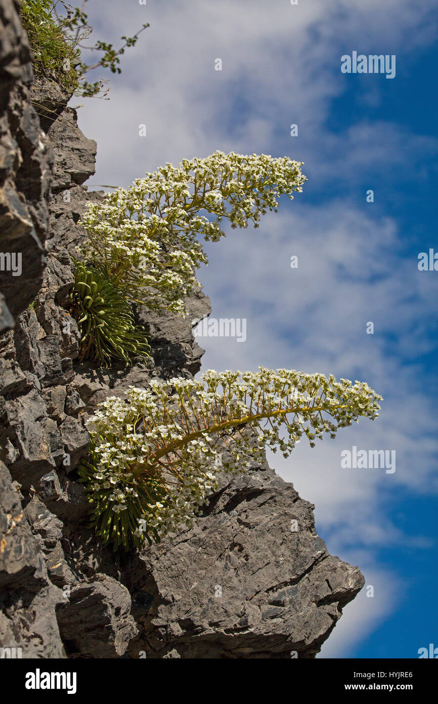 Pyrenean saxifrage Saxifraga longifolia Ossoue Valley Hautes Pyrenees Pyrenees National Park France Stock Photo