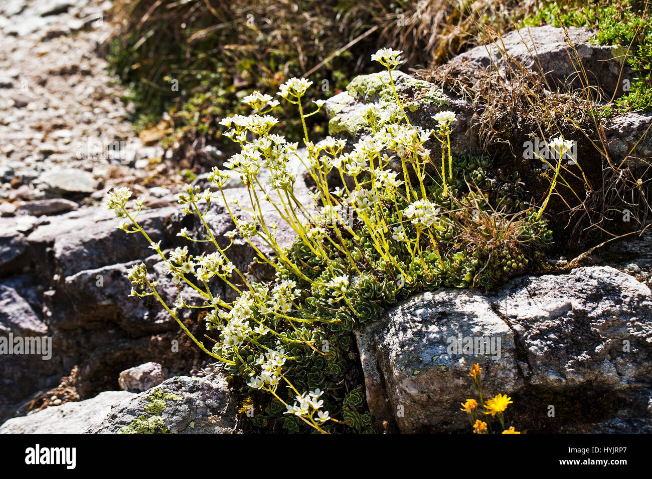 Blue saxifrage Saxifraga caesia Cirque de Troumouse Pyrenees National Park France July 2015 Stock Photo