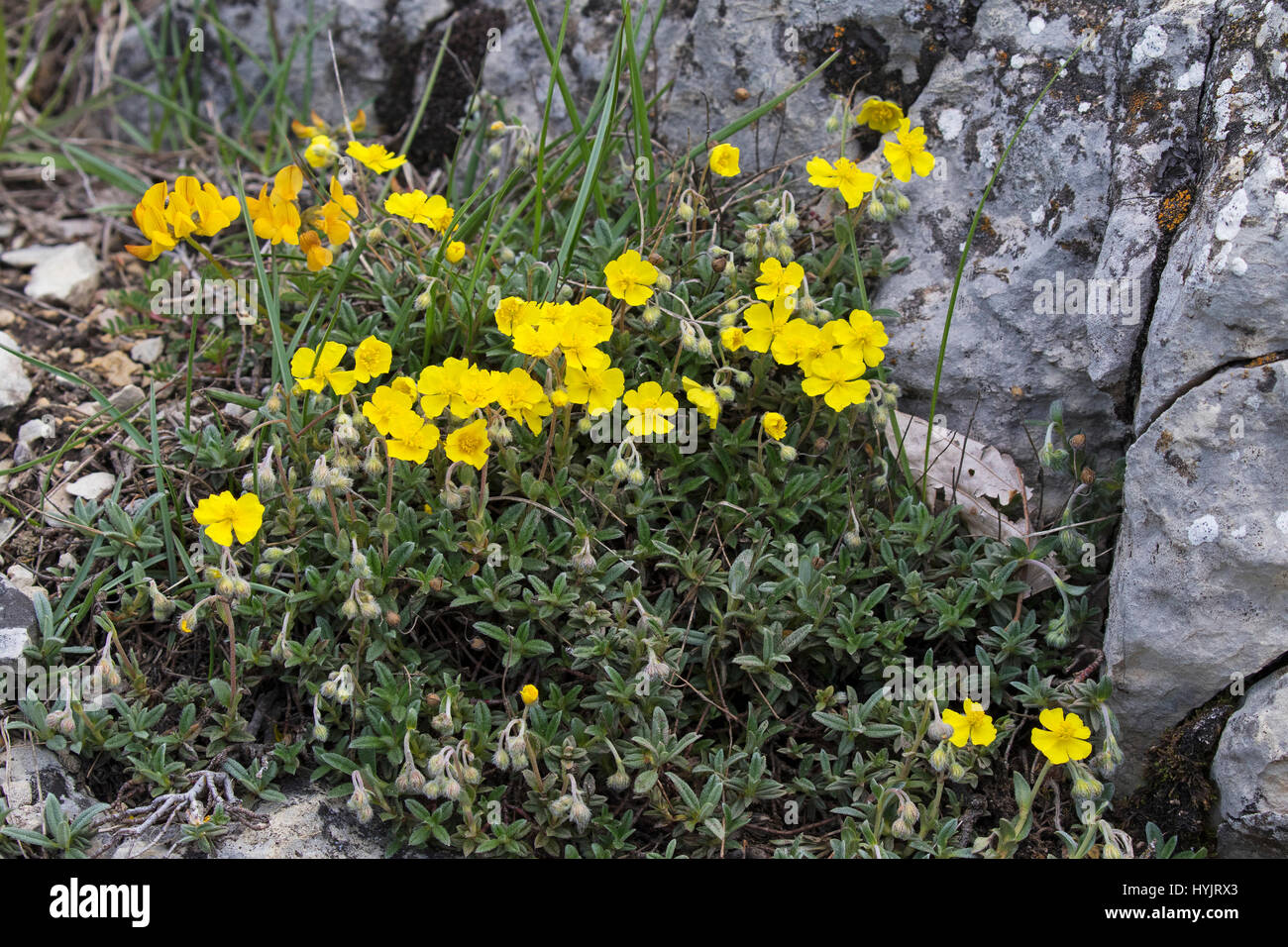 Common rockrose Helianthemum nummularium clump growing amongst limestone rocks near la Chapelle Vercors Regional Natural Park Vercors France June 2016 Stock Photo