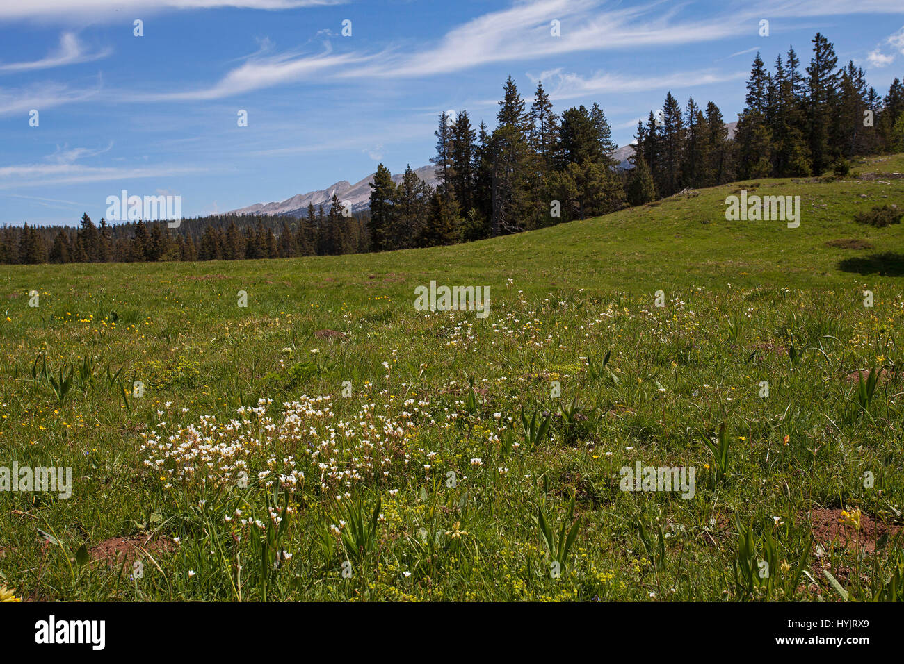 Meadow saxifrage Saxifraga granulata in wild flower meadow with the Grand Veymont ridge beyond Haut Plateau Reserve Vercors Regional Natural Park Verc Stock Photo