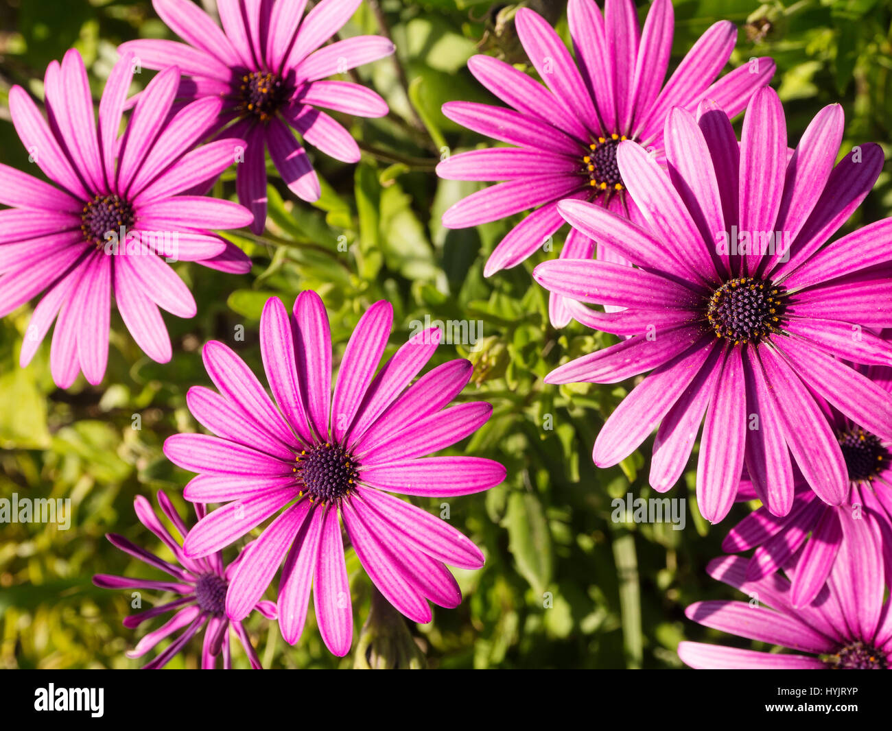 Purple Daisy Flower. Lanjaron, Natural Park Sierra Nevada, Granada province. Andalusia Southern Spain, Europe Stock Photo