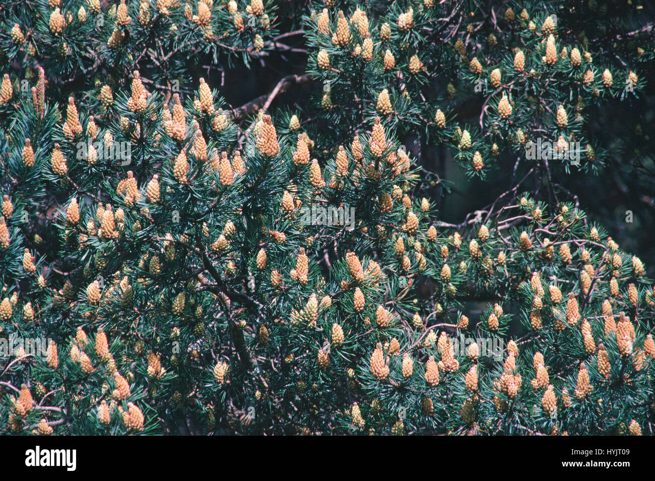 Scots pine Pinus sylvestris flowers New Forest Hampshire England Stock