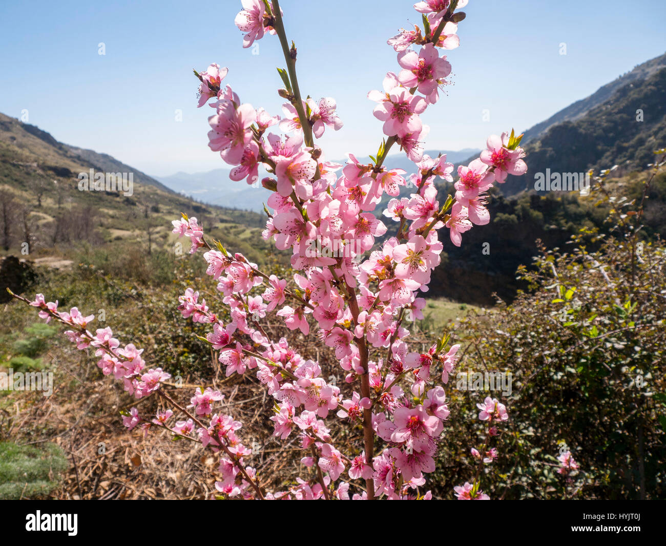 Flowering tree. Lanjaron, Las Alpujarras Natural Park Sierra Nevada, Granada province. Andalusia Southern Spain, Europe Stock Photo